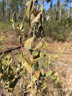 Image of flyweed