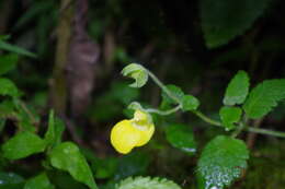 Image of Calceolaria lamiifolia Kunth