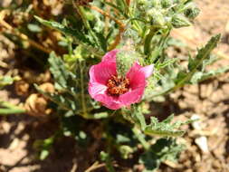 Image of Lecanophora heterophylla (Cav.) Krapov.