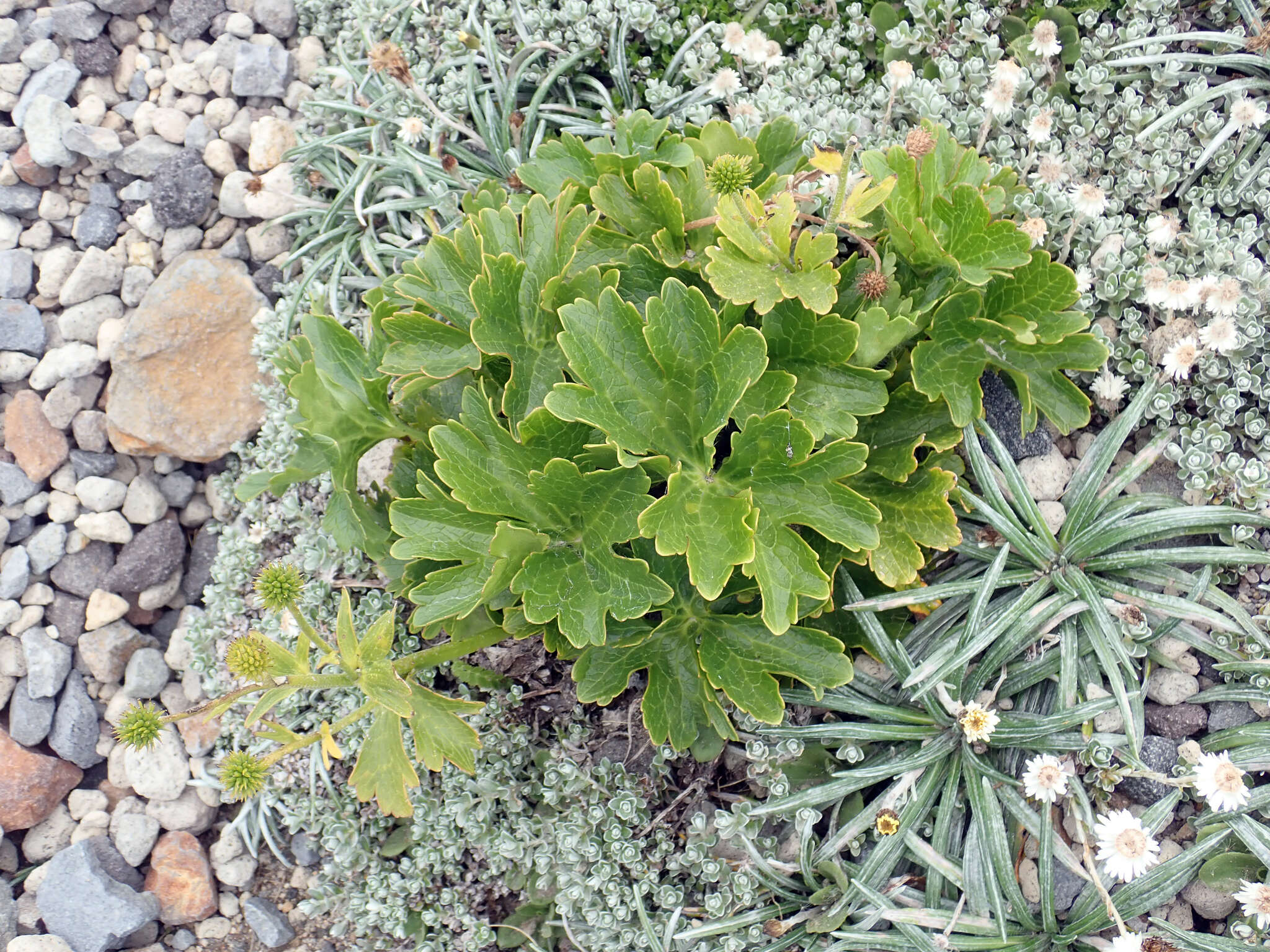 Image of Ranunculus nivicolus Hook.