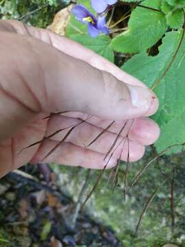 Image of Boea hygroscopica F. Muell.