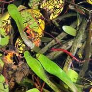 Imagem de Sagittaria subulata (L.) Buchenau