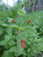 Image of monkeyflower savory