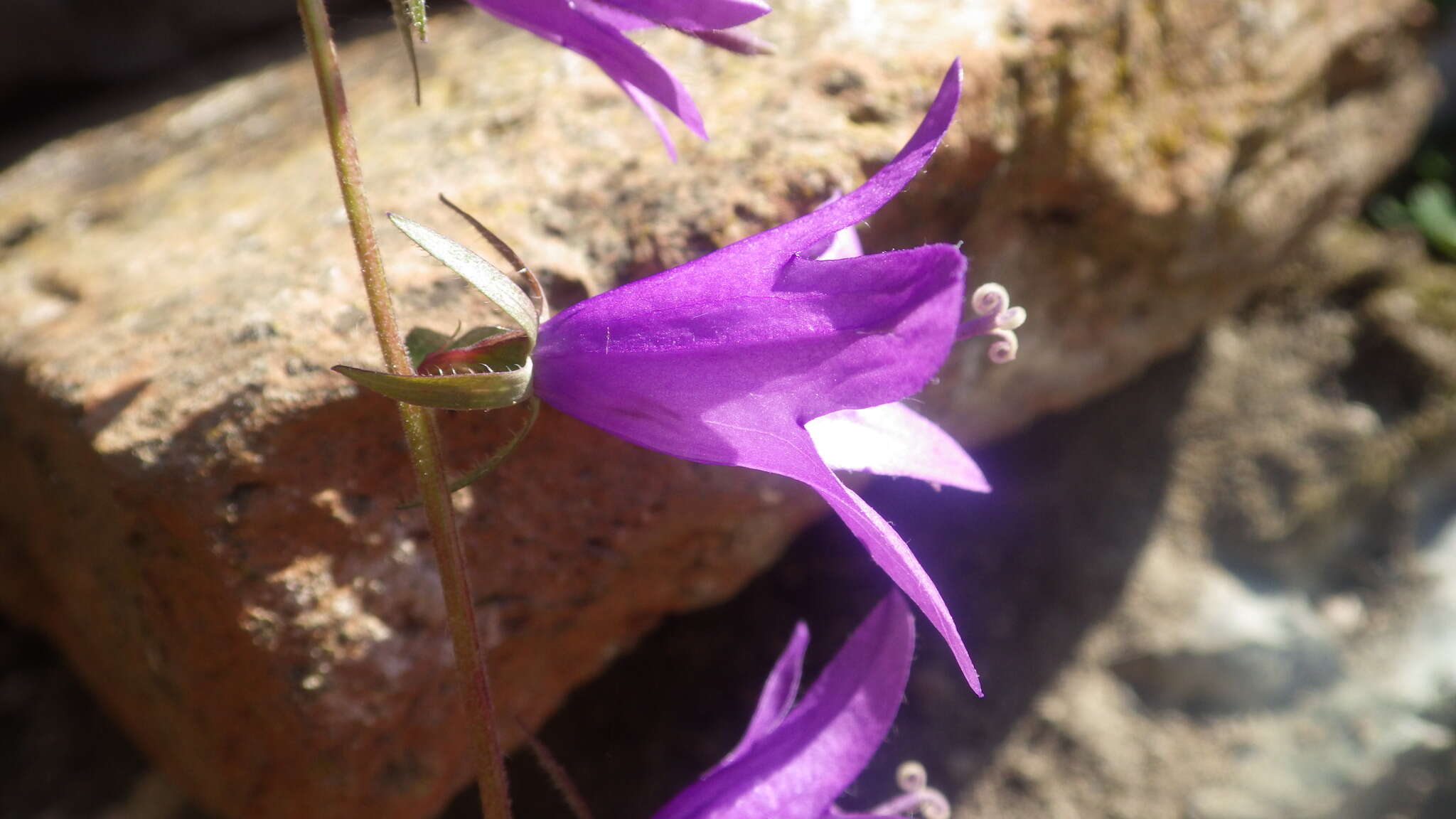 Image of Campanula raddeana Trautv.