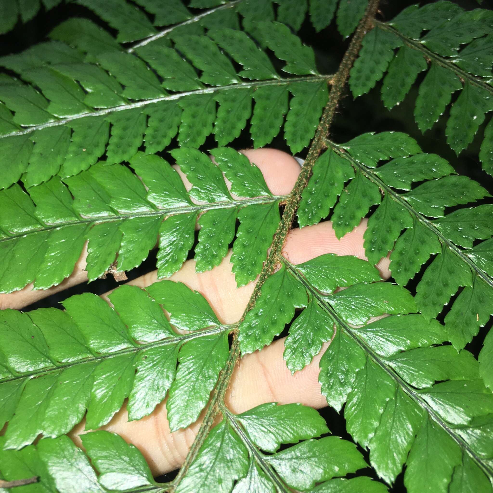 Image de Polystichum biaristatum (Bl.) Moore