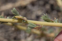 Image de Bassia hyssopifolia (Pall.) O. Kuntze