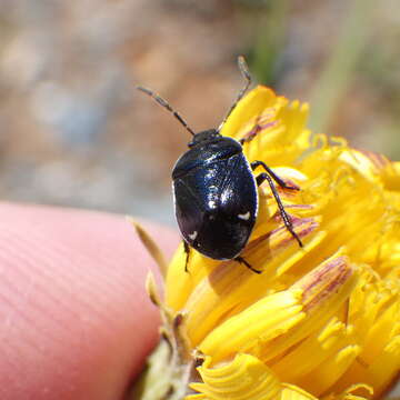 Plancia ëd Sehirus cinctus albonotatus Dallas 1851