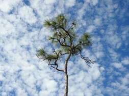 Image of south florida slash pine