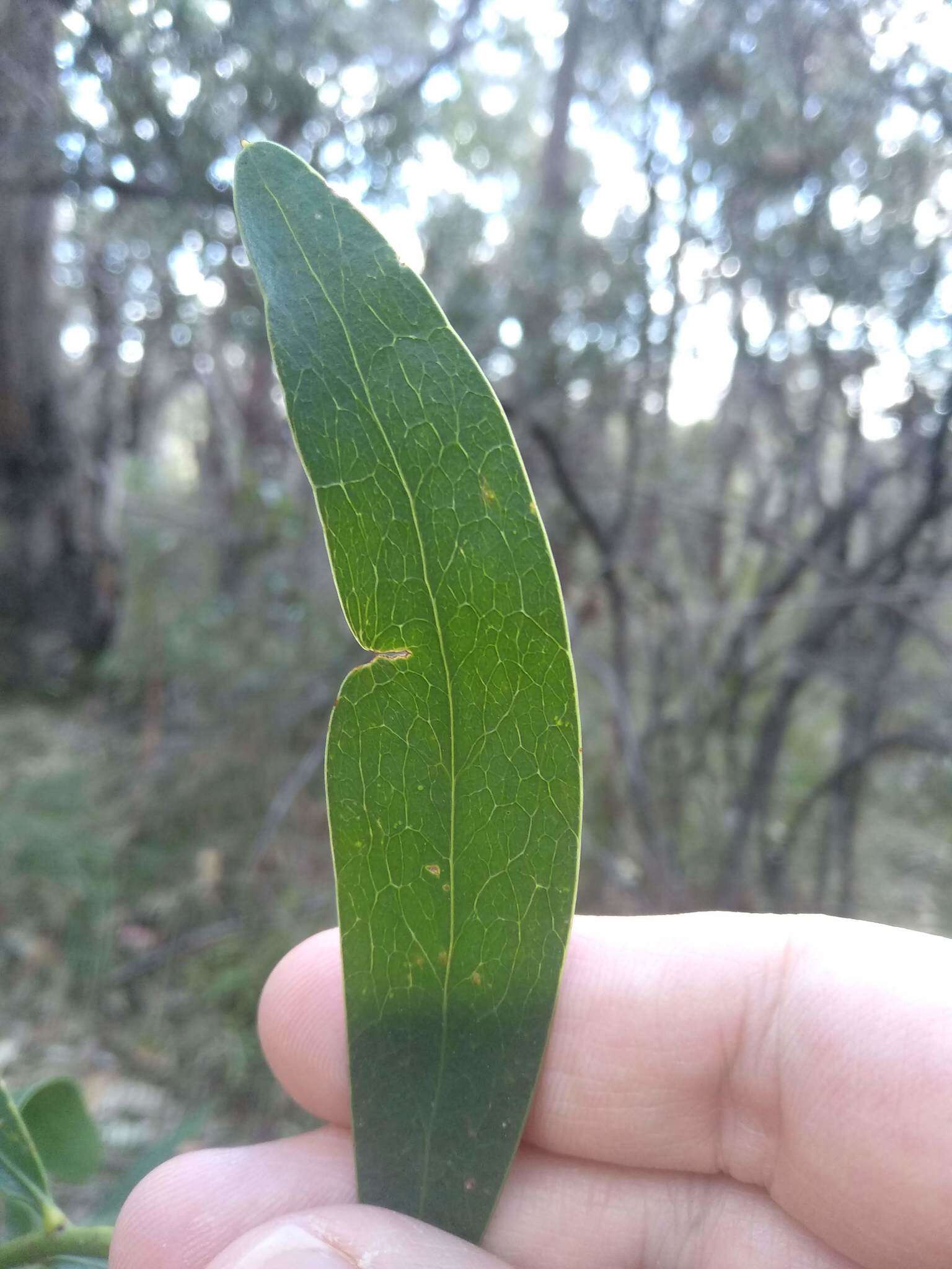 Imagem de Daviesia corymbosa Sm.