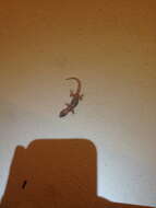 Image of San Lucan  Gecko