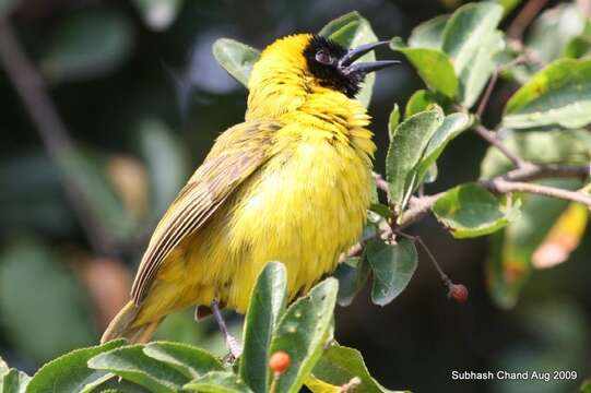 Image of Slender-billed Weaver