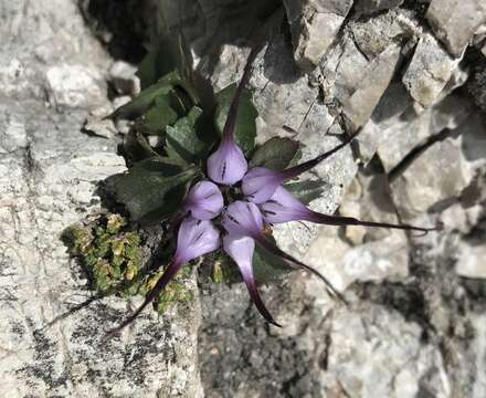 Image of Tufted horned rampion