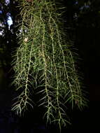 Image of needleleaf clubmoss