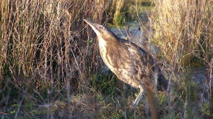 Image of Australasian Bittern