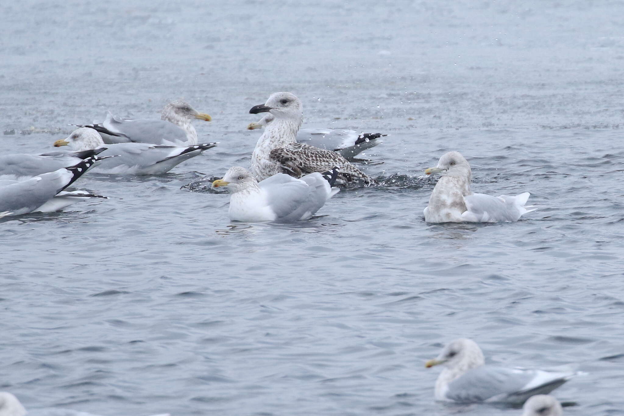 Image of Iceland gull