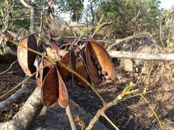 Image of Forest ordeal tree