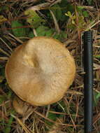 صورة Suillus cothurnatus Singer 1945