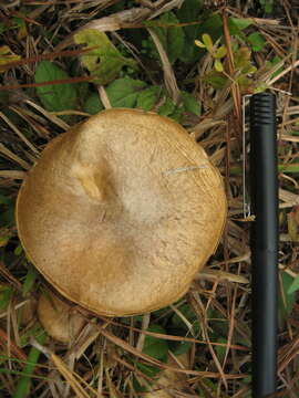 Image of Suillus cothurnatus Singer 1945