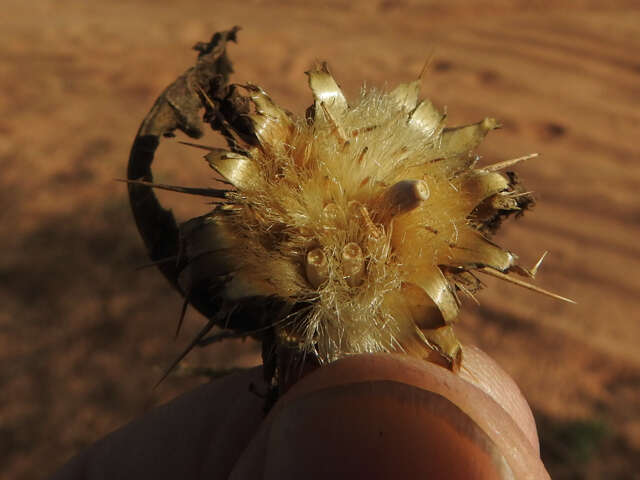 Image de Centaurea perrottettii DC.