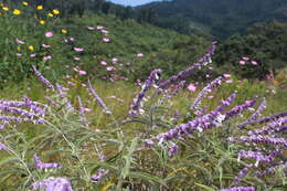 Sivun Salvia leucantha Cav. kuva