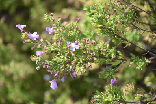 Imagem de Clinopodium ashei (Weath.) Small