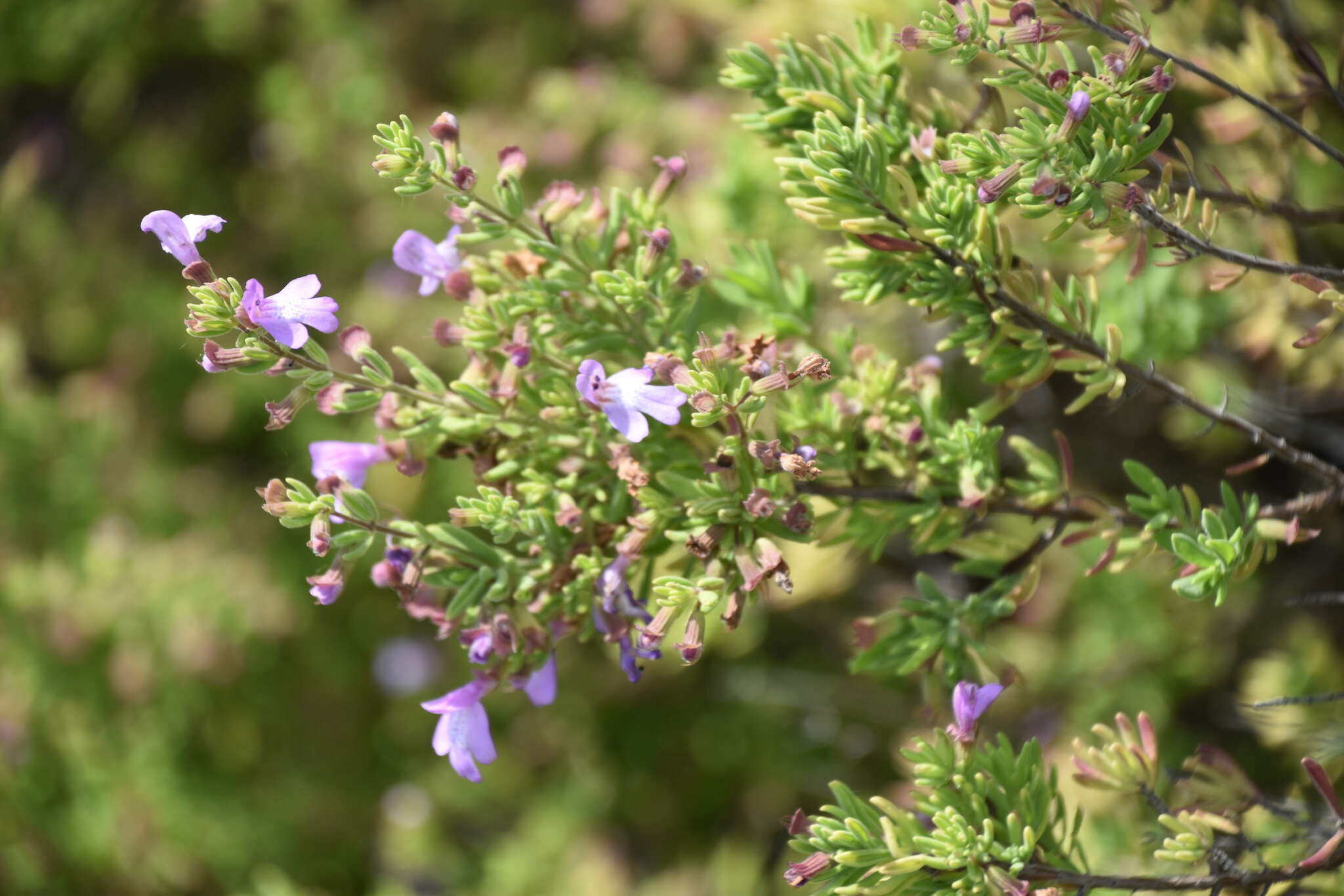 Imagem de Clinopodium ashei (Weath.) Small