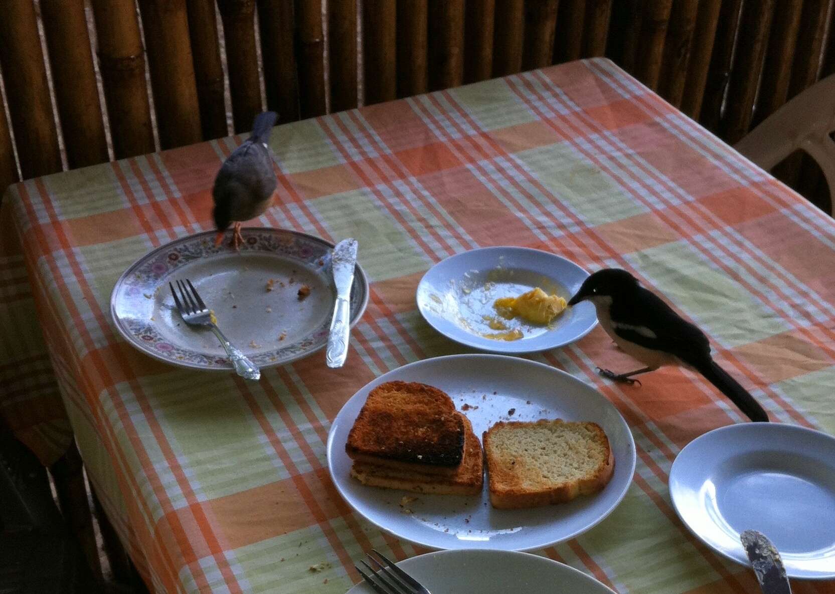 Image of Abyssinian Thrush