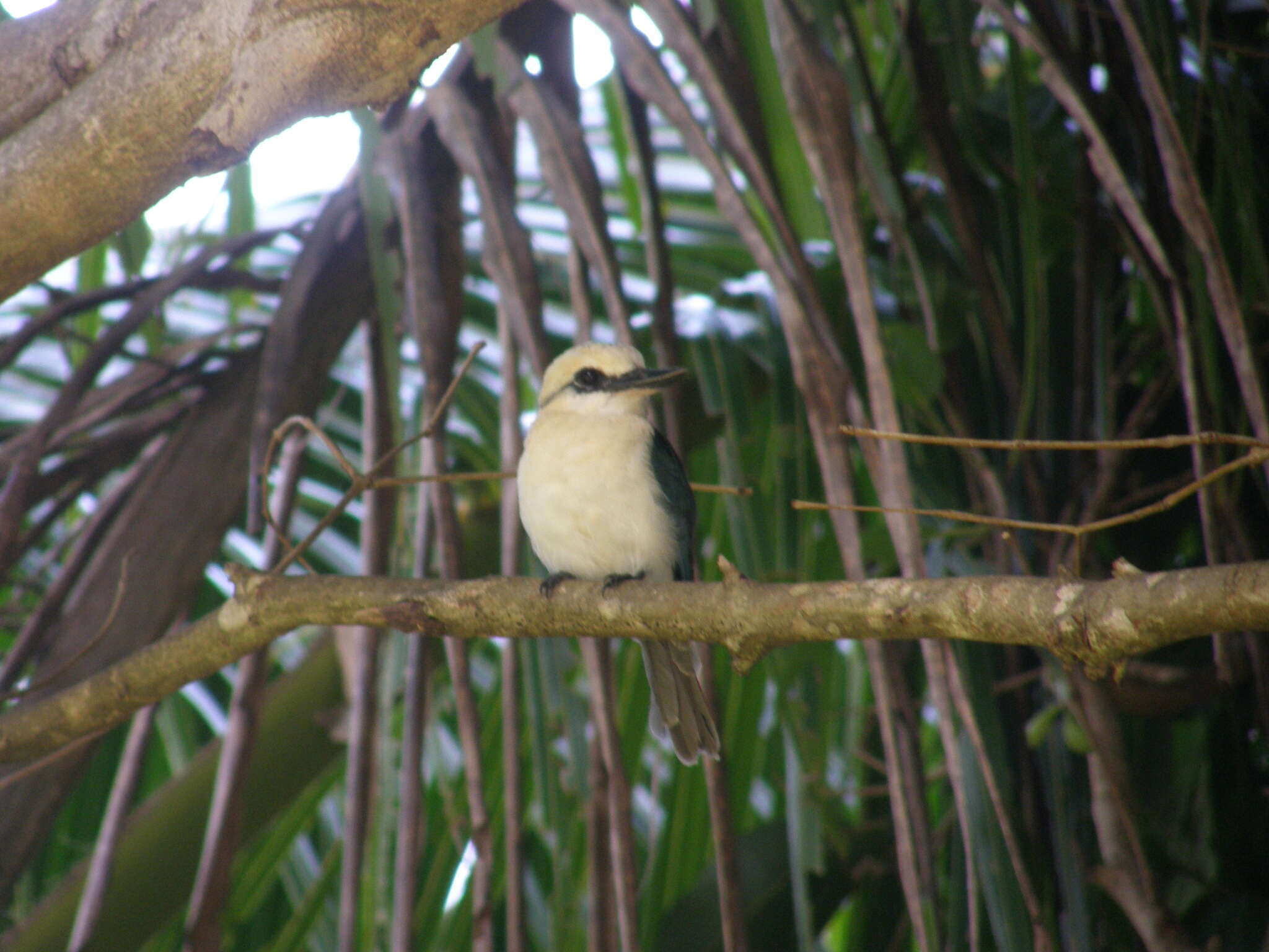 Image of Todiramphus tutus atiu (Holyoak 1974)