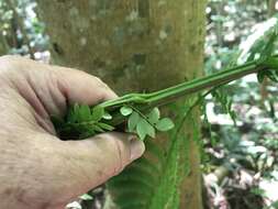 Imagem de <i>Falcataria falcata</i>