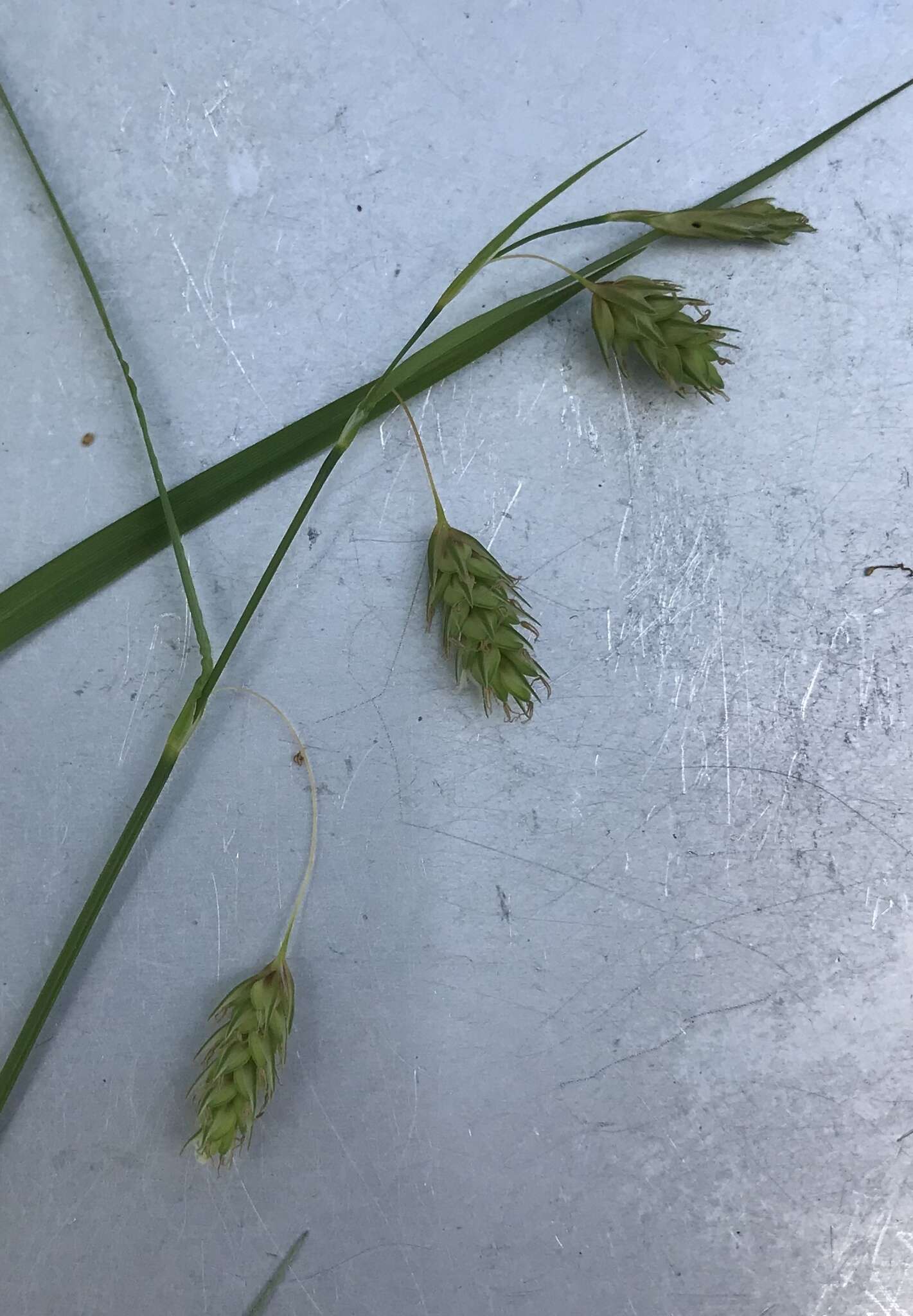 Image of boreal bog sedge