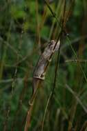 Image of Black-headed Dwarf Chameleon