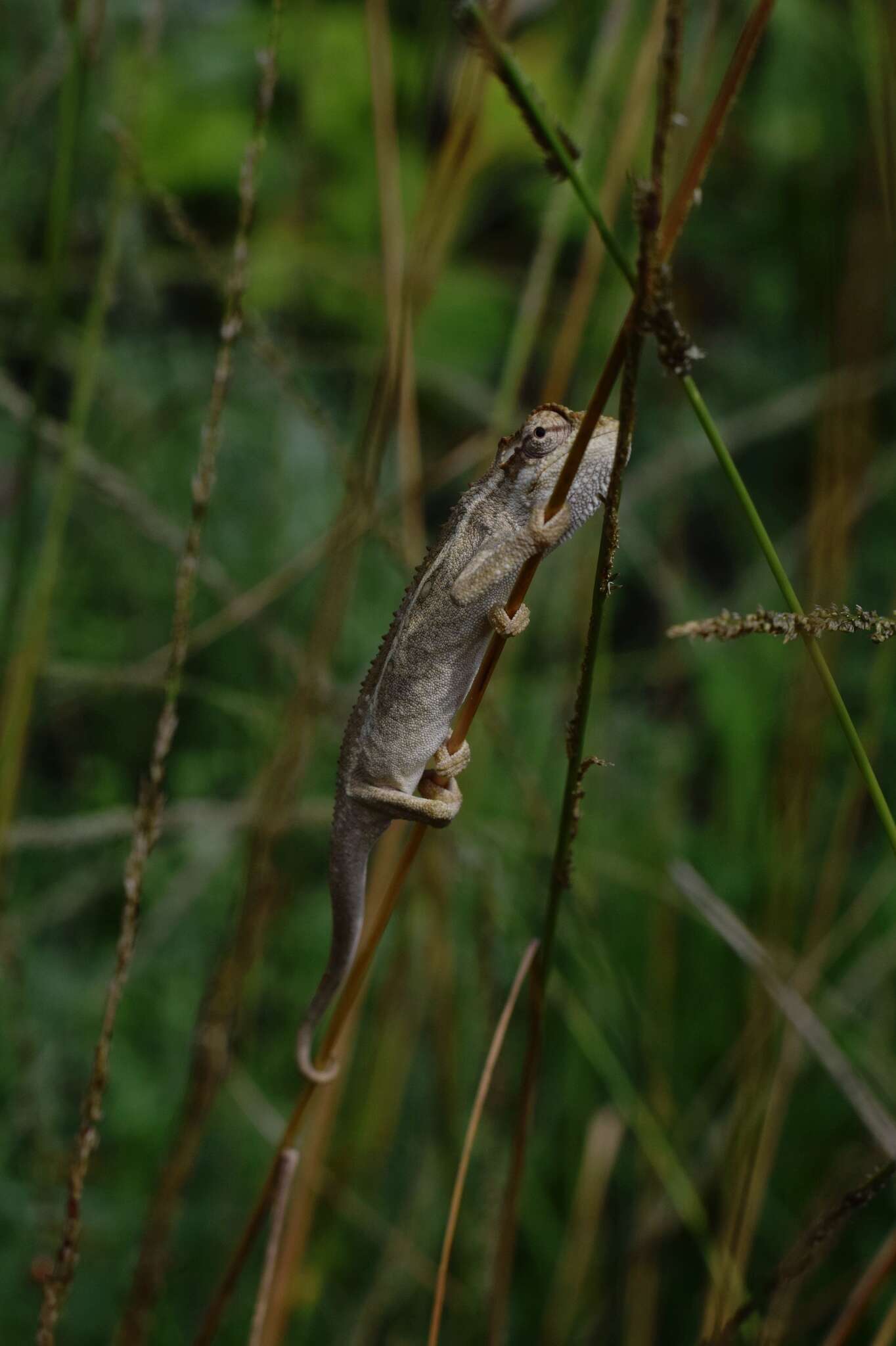 Image of Black-headed Dwarf Chameleon