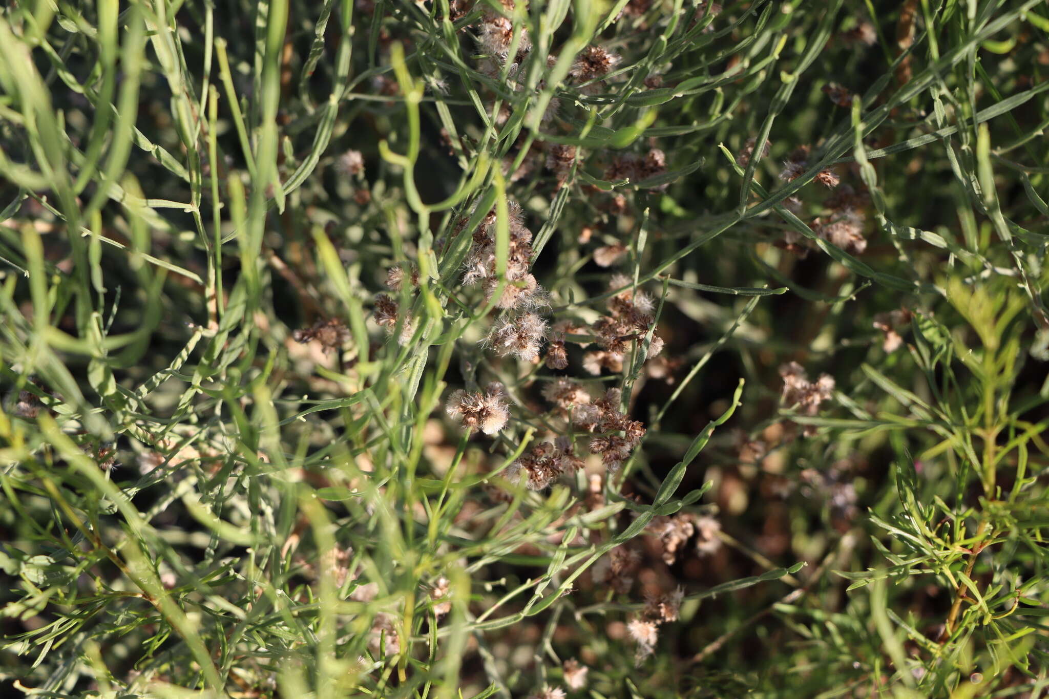 Image of Baccharis articulata (Lam.) Pers.