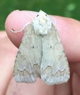 Image of Birch Dagger Moth