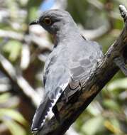 Image of Fan-tailed Cuckoo