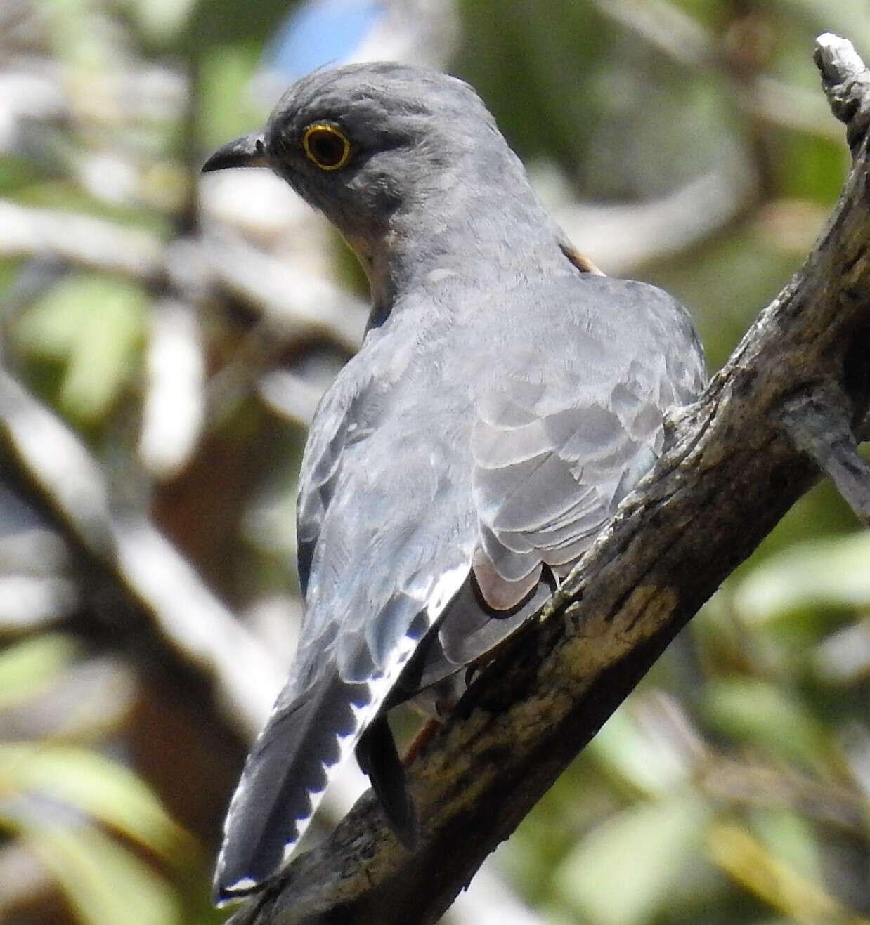 Image of Fan-tailed Cuckoo