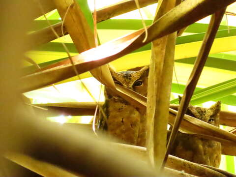 Image of Sunda Scops Owl