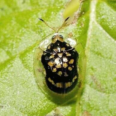 Слика од Microctenochira flavonotata (Boheman 1855)