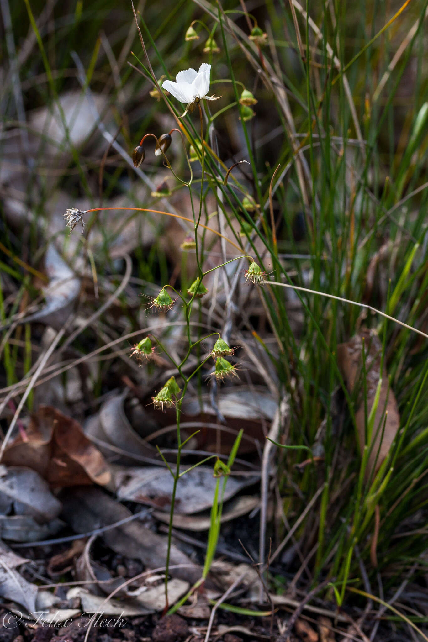 Image of Drosera huegelii Endl.