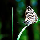 Image of Leptotes babaulti (Stempffer 1935)