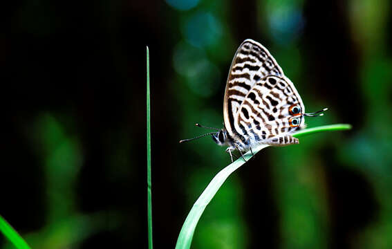 Image of Leptotes babaulti (Stempffer 1935)