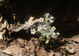 Plancia ëd Sedum mucizonia