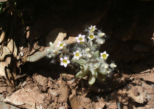 Image of Sedum mucizonia