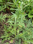 Image of Virginia pepperweed