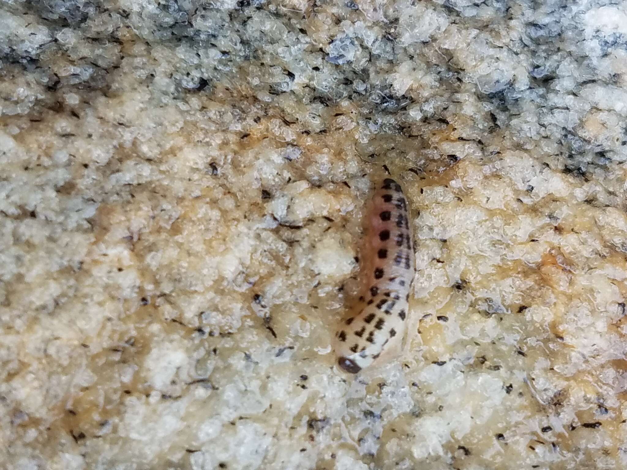 Image of White Pine Sawfly