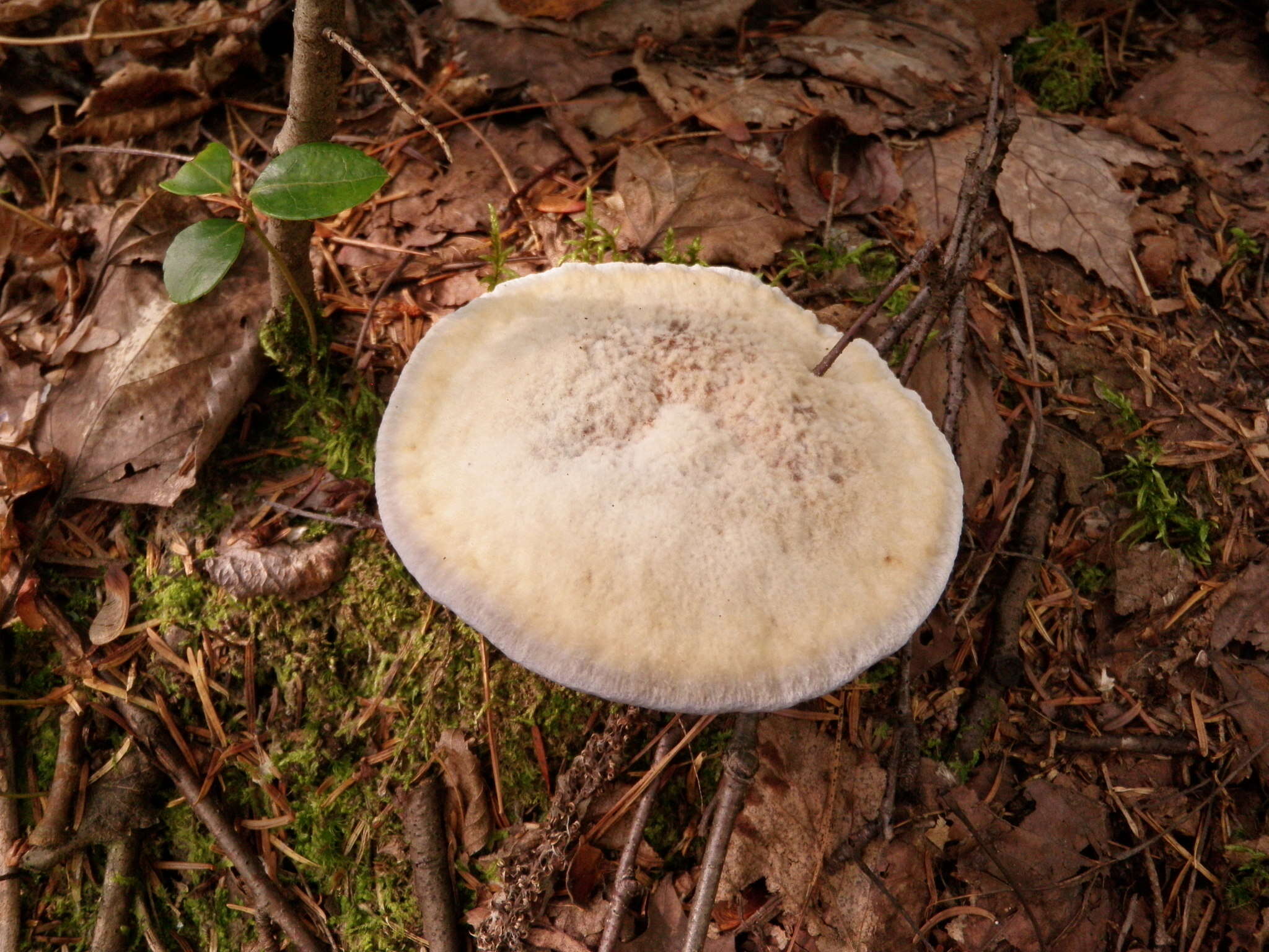 Image of Hydnellum caeruleum (Hornem.) P. Karst. 1879