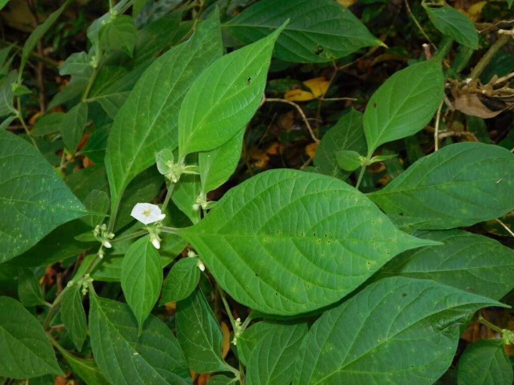 Image of Lycianthes arrazolensis (Coult.) Bitter