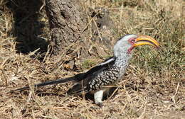 Image of Southern Yellow-billed Hornbill