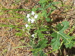 Imagem de Cnidoscolus urens var. stimulosus (Michx.) Govaerts