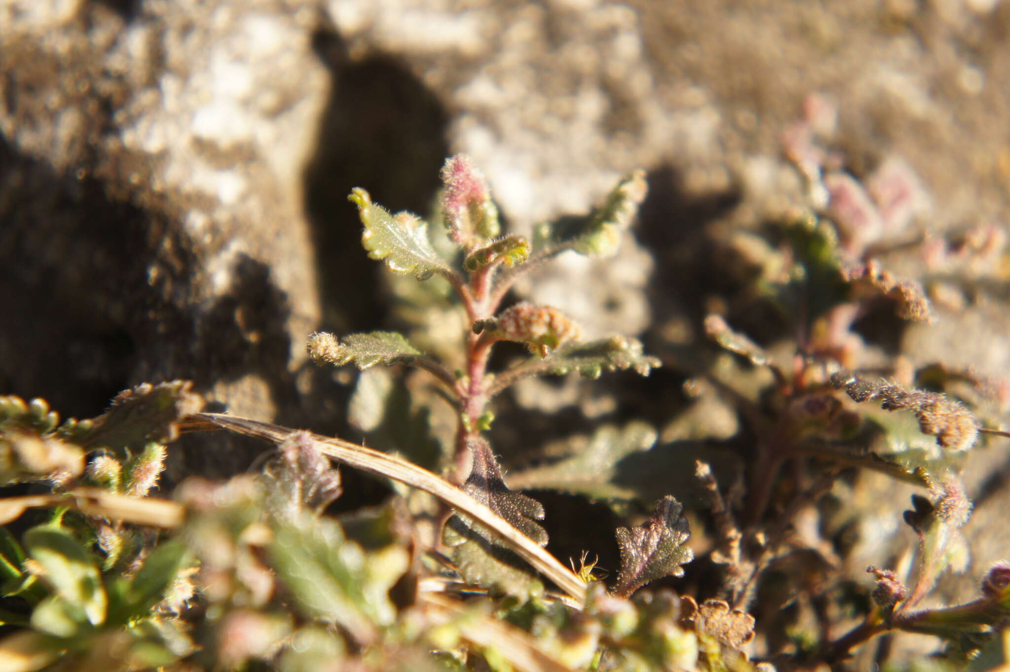 Image de Germandrée petit-chêne